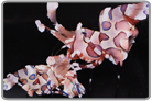 Harlequin Shrimp Pair